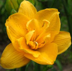 Viendienė - Little Carnation